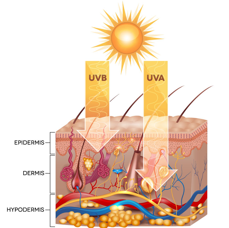 uvb light vs uva light skin cancer